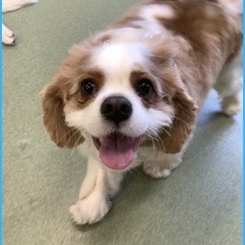 PUPS Pet Club - Pet Sitting Near Me - Chicago, Illinois