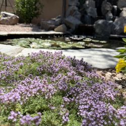 Antonio' s Tree Service - Creeping thyme and waterfall and pond