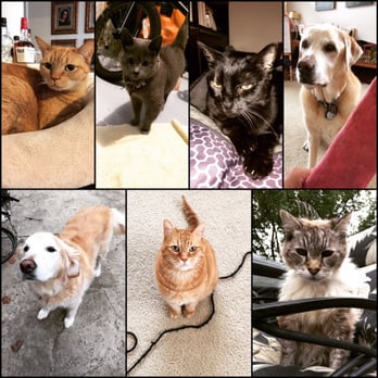 Creature Comforts Pet Care - Pet Sitting Near Me Creature Comforts Pet Care - Pet Sitting Near Me