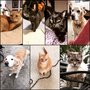 Photo of Creature Comforts Pet Care