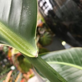 Pike Nurseries - a close up of a green leaf - Nurseries & Gardening Near Me - Matthews, North Carolina