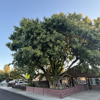 A J Tree Service - Tree Services Near Me - Sacramento, California