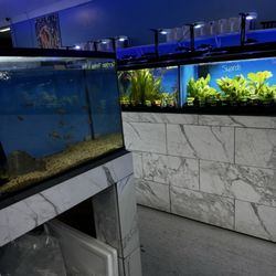 Strictly REEF