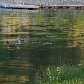Silverline Resort - Mamma duck and babies - Hotels Near Me - Winthrop, Washington