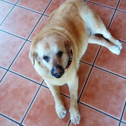 My 13 year old arthritic and epileptic Sammi. She's a special needs dog who is treated very well there.