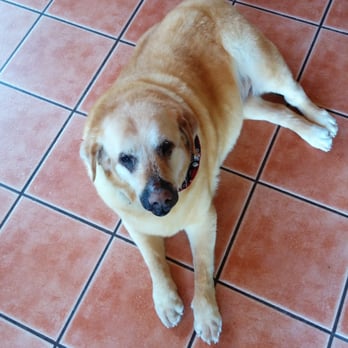 All About Dogs - My 13 year old arthritic and epileptic Sammi. She's a special needs dog who is treated very well there. - Pet Groomers Near Me - Taylorsville, Utah