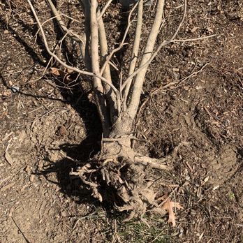 Boucher Landscaping - Tree - Landscaping Near Me - Milford, Massachusetts Boucher Landscaping - Tree - Landscaping Near Me - Milford, Massachusetts
