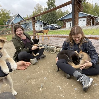Alaskan Husky Adventures - It's puppy season at Alaska Hussey Adventures! - Sledding Near Me - Willow, Alaska