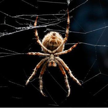 Tri-State Exterminators - Pest Control Near Me - Brooklyn, New York Tri-State Exterminators - Pest Control Near Me - Brooklyn, New York