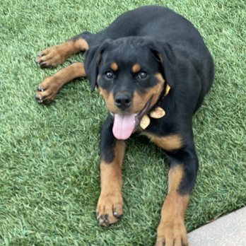 Wolfgang Expert Dog Training - Chanel @ 4 months started basic obedience classes for 4-5 weeks - Pet Training Near Me - Gardena, California Wolfgang Expert Dog Training - Chanel @ 4 months started basic obedience classes for 4-5 weeks - Pet Training Near Me - Gardena, California