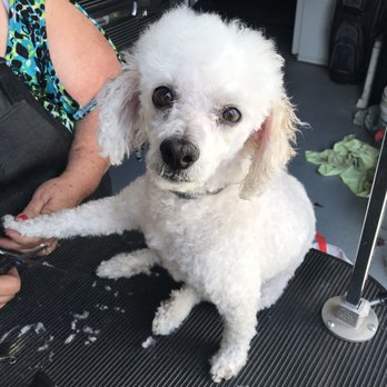 Pet Love Grooming - Pet Groomers Near Me - Bakersfield, California Pet Love Grooming - Pet Groomers Near Me - Bakersfield, California