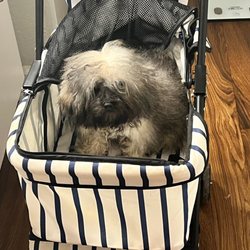 Furry Friends Express - My dog before the cut