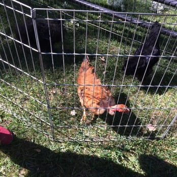 Ford Farms - Petting Zoos Near Me - Lindsay, California Ford Farms - Petting Zoos Near Me - Lindsay, California