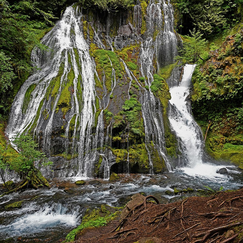 Panther Creek Falls - View from the bottom of the falls - Hiking Near Me - Carson, Washington Panther Creek Falls - View from the bottom of the falls - Hiking Near Me - Carson, Washington