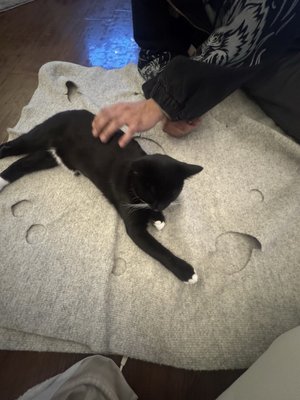 Cat Tales Cat Cafe by null