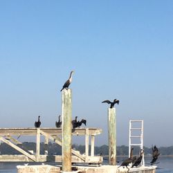 Beaufort Lands End Tours - Checking out the birds in the Beaufort River