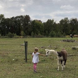Hidden Pastures Luxury Fiber Farm - Meeting the llama