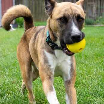 Wheaton Companion Pet Care - Pet Sitting Near Me Wheaton Companion Pet Care - Pet Sitting Near Me