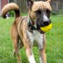 Photo of Wheaton Companion Pet Care