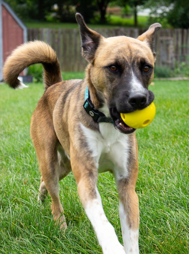 Wheaton Companion Pet Care - pet boarding facility in Wheaton, IL