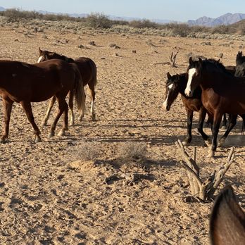 KOLI Equestrian Center - Venues & Event Spaces Near Me - Phoenix, Arizona