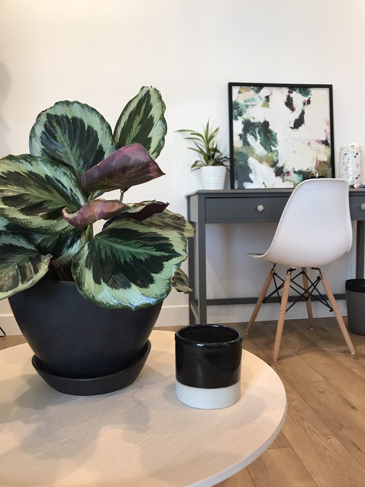 Cultivate: A Counseling Collective - grief counselor in San Diego, CA