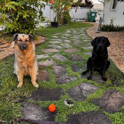 Green Paws Pet Market - My two fur babies.