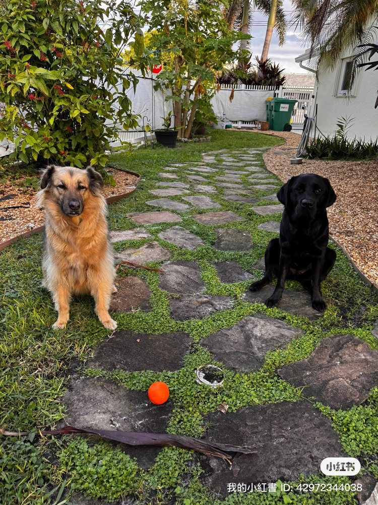 Green Paws Pet Market Image
