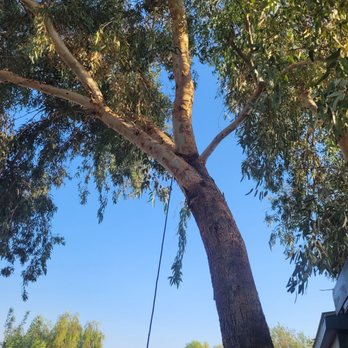 Nextlevel Landscape & Tree Care - The other tree to be removed - Tree Services Near Me