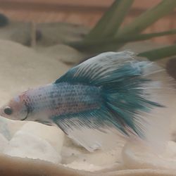 yuly's pet shop - White infection mainly behind gills.