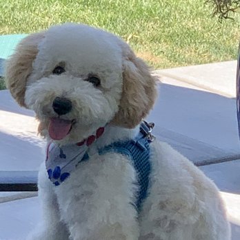 Arnie’s Dog Spa - Pet Groomers Near Me - Sandy, Utah Arnie’s Dog Spa - Pet Groomers Near Me - Sandy, Utah