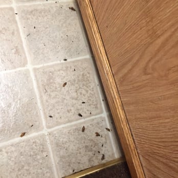 Josh The Bug Guy - Pest Control Near Me - Las Vegas, Nevada Josh The Bug Guy - Pest Control Near Me - Las Vegas, Nevada