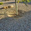 Vivid Landscaping gift card