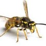 Photo of Anteater Exterminating