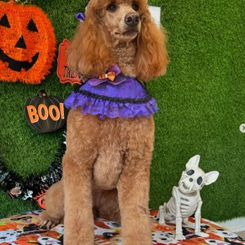 EA Pet Grooming - Pet Groomers Near Me