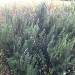 Jaimes Produce - Rose Mary!