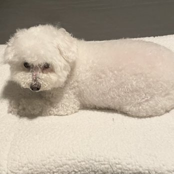 Pup N Fluf - After Grooming! - Pet Groomers Near Me Pup N Fluf - After Grooming! - Pet Groomers Near Me