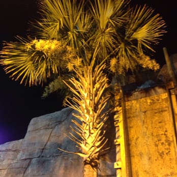 Lost Treasure Golf - Palm trees make everything better. - Mini Golf Near Me - North Myrtle Beach, South Carolina Lost Treasure Golf - Palm trees make everything better. - Mini Golf Near Me - North Myrtle Beach, South Carolina
