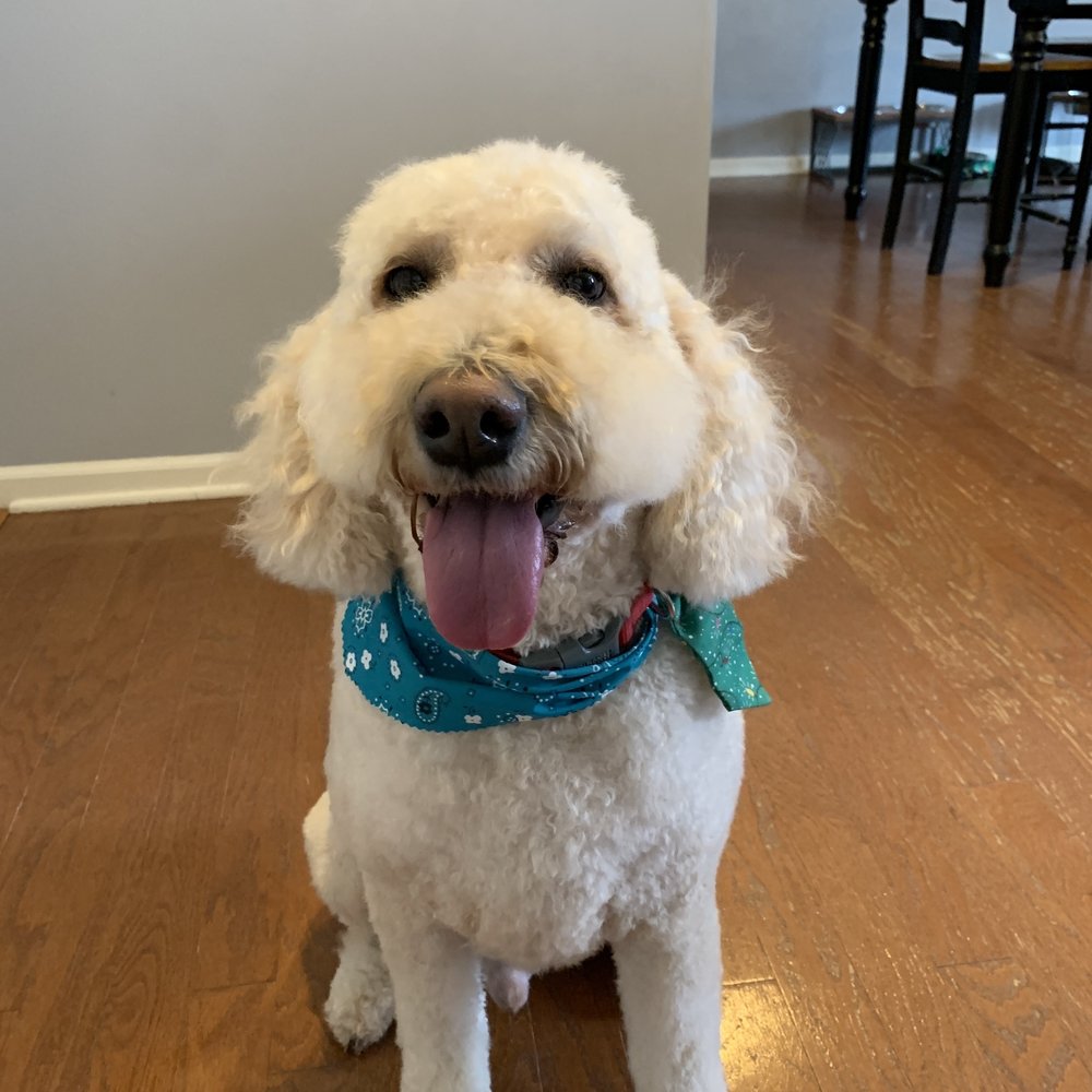 KATHY’S PET GROOMING Updated August 2024 19 Reviews 9900 Transit