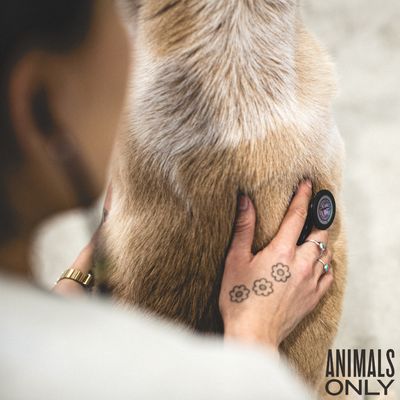 ANIMALS ONLY - Updated January 2026 - 34 Photos & 24 Reviews - 5150