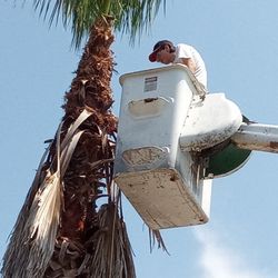 Moore's Tree Service
