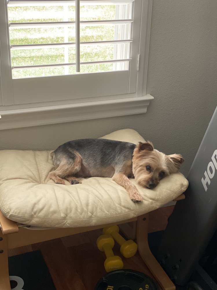 LUCKY LOVE DOG GROOMING 1007 W Ennis Ave, Ennis, Texas Yelp Pet