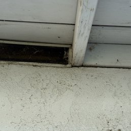 Spiders everywhere since they haven't comeback
