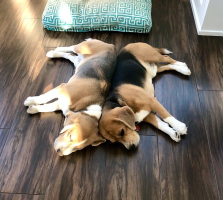 The Dog House by null