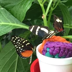 Butterfly House & Garden Center