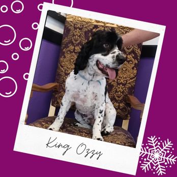 REIGNING CATS AND DOGS - Updated February 2026 - 136 Photos - 301