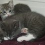 Photo of Cats Protection Adel Branch now Feral Cat Welfare