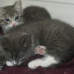Cats Protection Adel Branch now Feral Cat Welfare