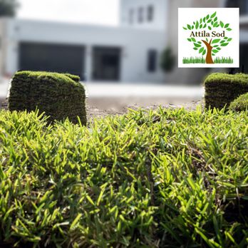 Attila Sod - Nurseries & Gardening Near Me - Southwest Ranches, Florida Attila Sod - Nurseries & Gardening Near Me - Southwest Ranches, Florida