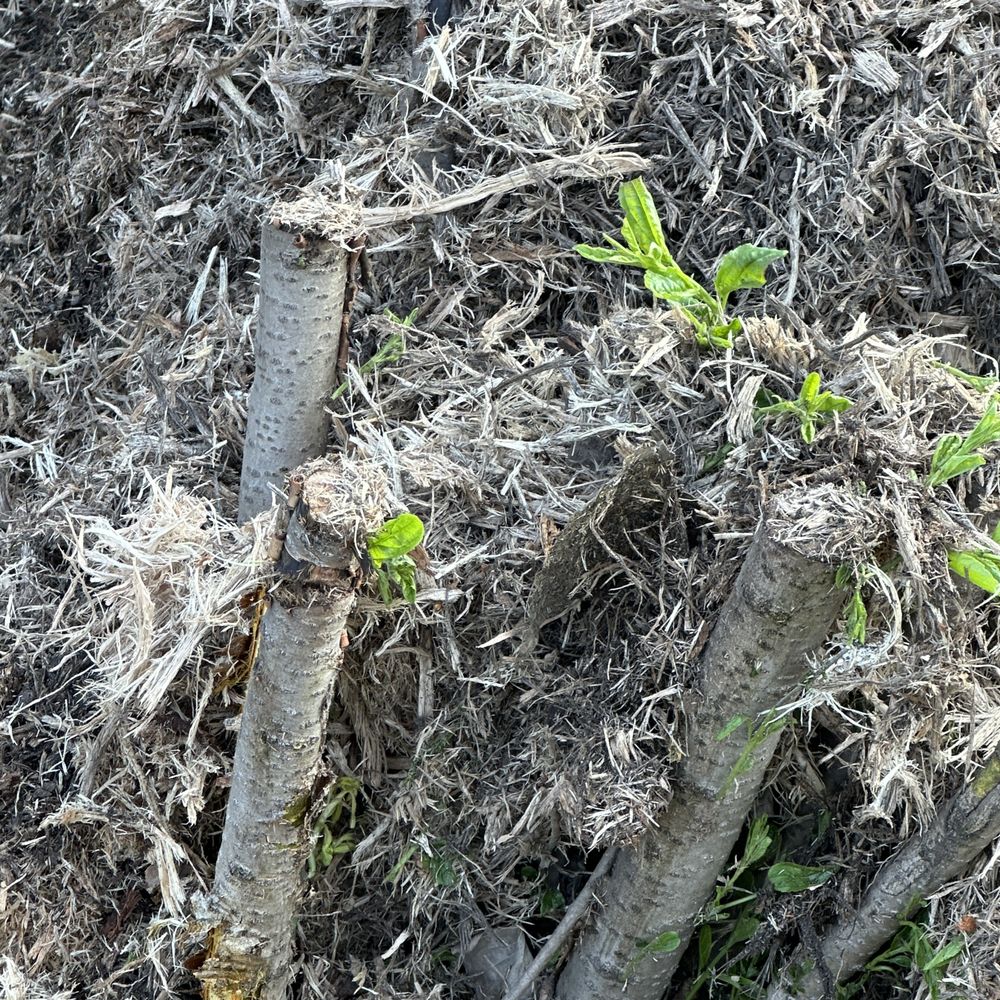 MORI Tree Services - Parts of stump - Tree Services Near Me MORI Tree Services - Parts of stump - Tree Services Near Me